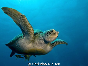 I have had a wish to make a photo of a turtle descending ... by Christian Nielsen 